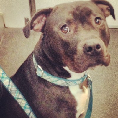 A brown and white Pitt bull