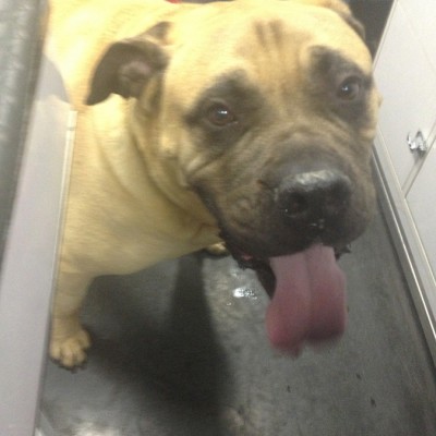 A large tan and black Mastiff with his tongue hanging out