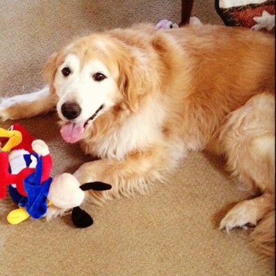 A Golden Retriever laying down next to a woody the woodpecker toy