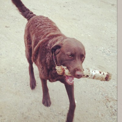 A chocolate lab walking while holding a large stick in his mouth