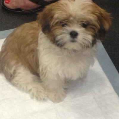 A tiny fluffy white and brown dog on a wee-wee pad
