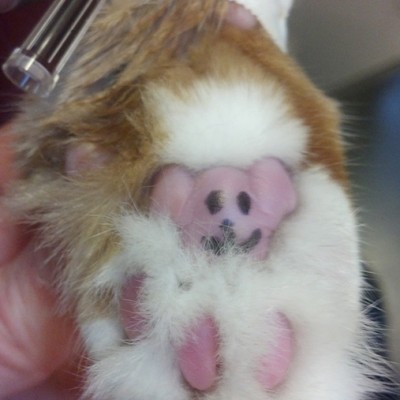The smiley face drawn on a pad on a dogs paw