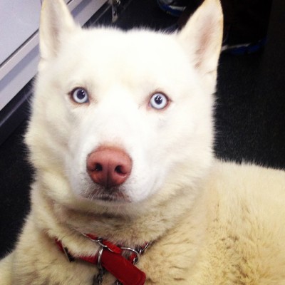 A fluffy white dog with light blue eyes