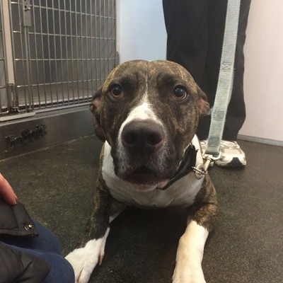 A white and brown brindle Pitt bull