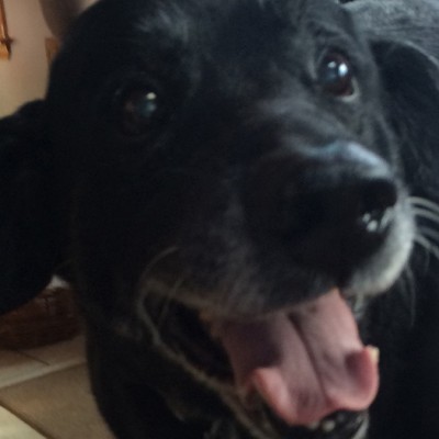 A very happy large black dog