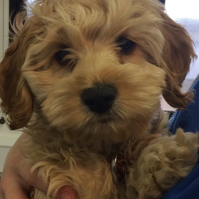 A fluffy yellow labradoodle puppy