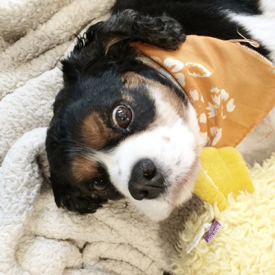 A small black, white and tan dog wearing an orange bandanna