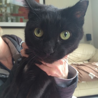 An all black cat with green eyes