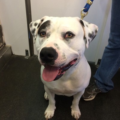 A white and black Pitt bull