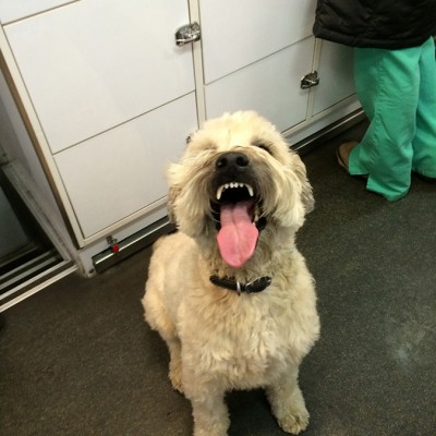 A fluffy white dog yawning with his tongue hanging out