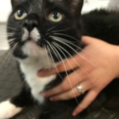 A black and white cat with yellow eyes