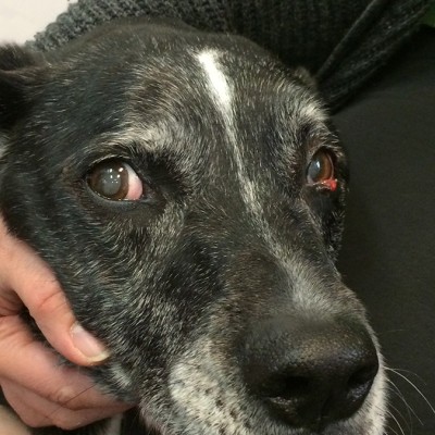 A black and white dog laying with his head in his owners lap