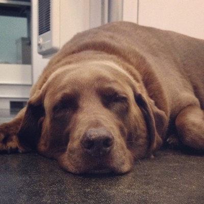 A chocolate Labrador laying down asleep