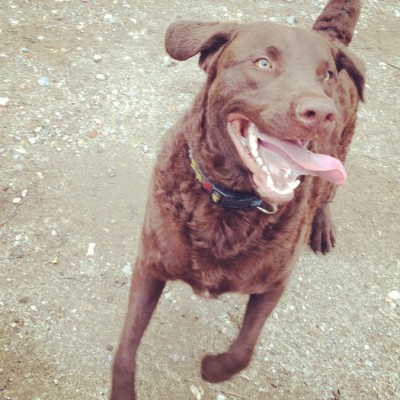 A brown chocolate Labrador running happily with his tongue hanging out