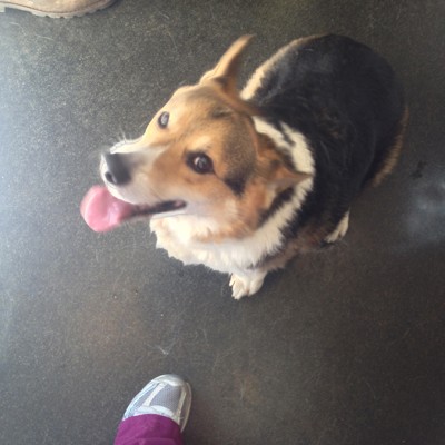A black, white and brown corgi sitting down and smiling up at the camera