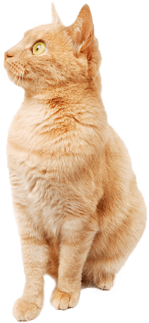 care for cats