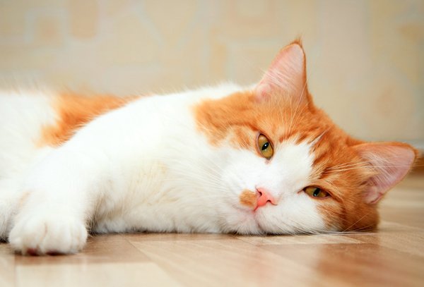 cat laying down