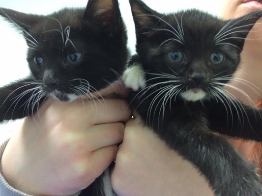 6 week old kittens 2 sized